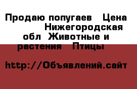 Продаю попугаев › Цена ­ 1 200 - Нижегородская обл. Животные и растения » Птицы   